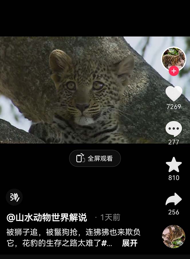 外面卖1699的国外纪录片解说(动物解说、美食、动画片)稳过中视频插图2 外面卖1699的国外纪录片解说(动物解说、美食、动画片)稳过中视频