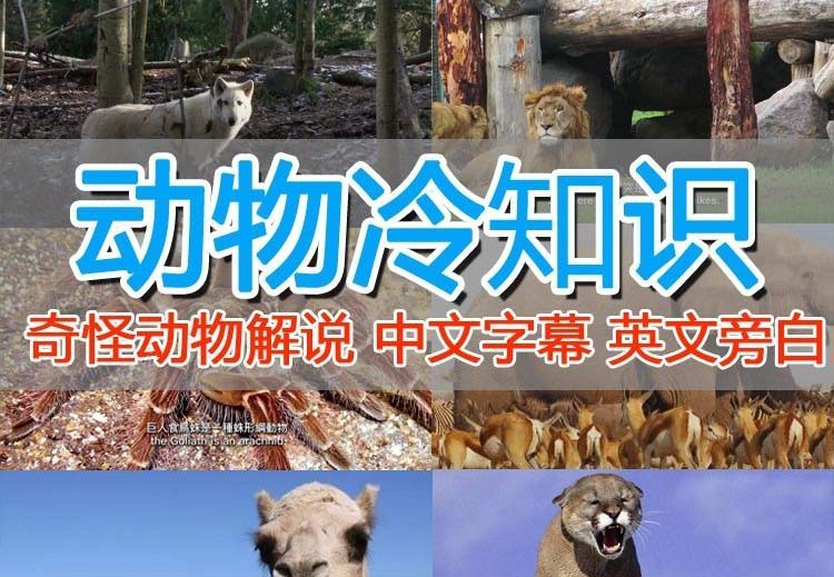 外面卖1699的国外纪录片解说(动物解说、美食、动画片)稳过中视频插图 外面卖1699的国外纪录片解说(动物解说、美食、动画片)稳过中视频